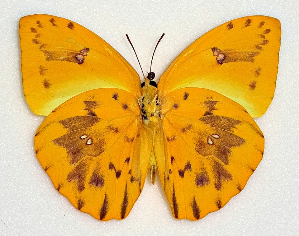 Phoebis philea (aberration) (Internet Image property of respective owner, non-commercial use only)